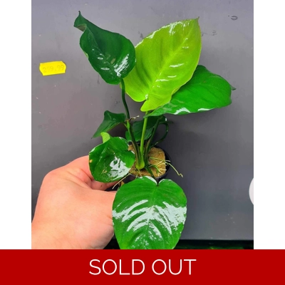 Anubias barteri